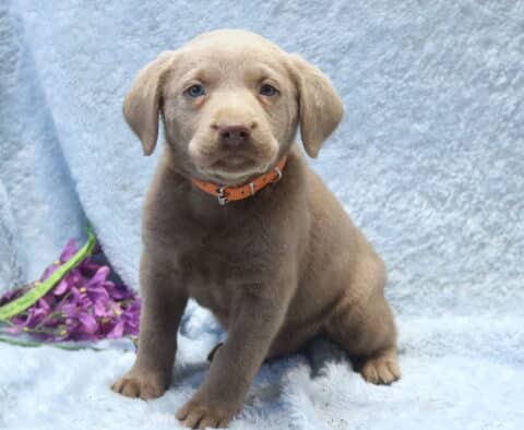 Silver Labrador Retriever puppy with a smooth gray coat and light blue eyes sitting on a soft blue blanket, wearing an orange collar, with purple flowers placed beside it.