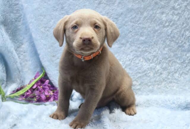 Silver Labrador Retriever puppy with a smooth gray coat and light blue eyes sitting on a soft blue blanket, wearing an orange collar, with purple flowers placed beside it. image