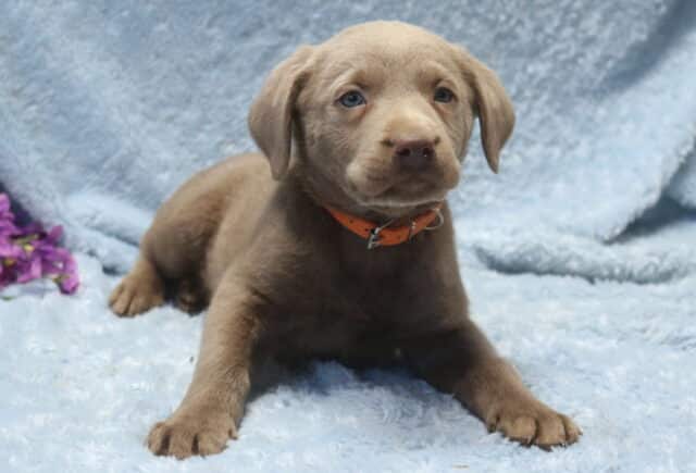 Silver Labrador Retriever puppy with a sleek gray coat and soft blue eyes lying on a light blue blanket, wearing an orange collar, with purple flowers placed in the background. image