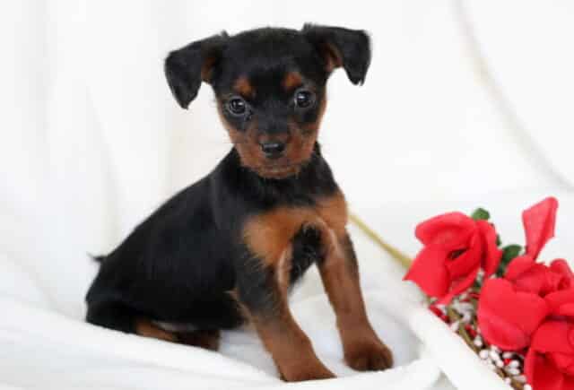 Sasha Yorkiepoo2 image