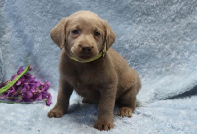 Silver Labrador Retriever puppy sitting on a light blue textured blanket with a soft gray coat and gentle expression, wearing a light green collar, with purple flowers placed beside the puppy. image
