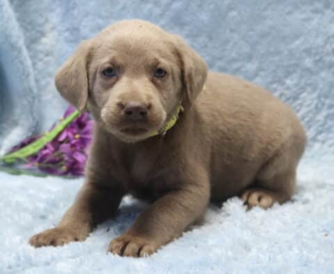 Silver Labrador Retriever puppy lying on a plush light blue blanket, showing a soft gray-brown coat and calm expression, wearing a pale yellow collar, with purple flowers resting in the background.