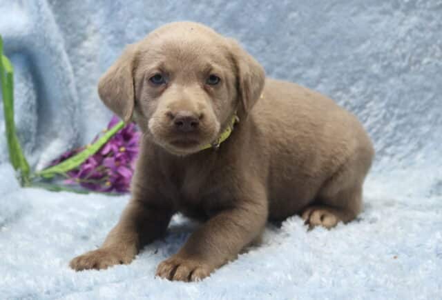 Silver Labrador Retriever puppy lying on a plush light blue blanket, showing a soft gray-brown coat and calm expression, wearing a pale yellow collar, with purple flowers resting in the background. image