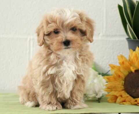 Scoobie Maltipoo