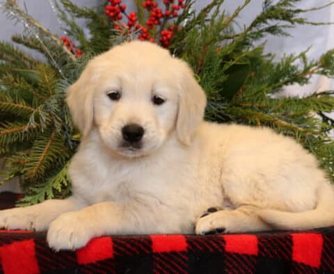 Scooby Golden Retriever