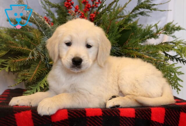Cream-colored Golden Retriever puppy lying on a red and black buffalo plaid blanket, posed in front of evergreen branches and red berries for a festive holiday portrait. image