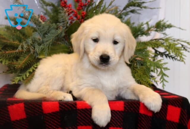 Light cream Golden Retriever puppy resting with front paws extended on a red and black plaid blanket, framed by evergreen branches and red holiday berries in a cozy seasonal setup. image