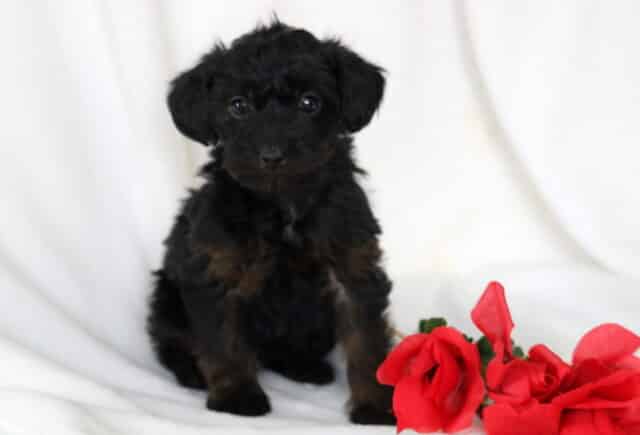 Scout Yorkiepoo image