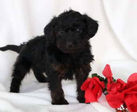 Scout Yorkiepoo2
