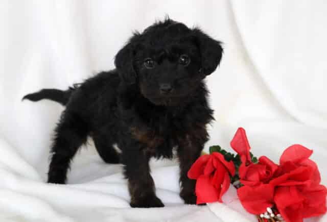 Scout Yorkiepoo2 image