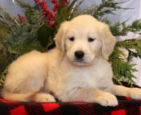 Scrappy Golden Retriever