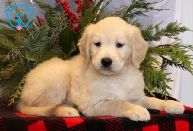 Light golden Golden Retriever puppy resting on a red and black plaid blanket with evergreen greenery and red berries arranged behind it. image