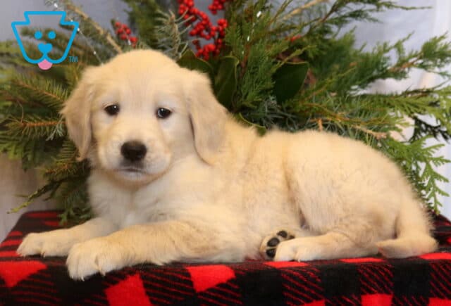 Cream-colored Golden Retriever puppy lying on a red plaid blanket with evergreen branches and red berries in a cozy holiday-themed setup. image
