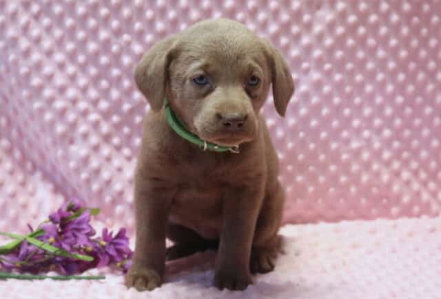 Silver Labrador Retriever puppy sitting on a soft pink textured blanket, wearing a green collar, with a smooth silver-gray coat, floppy ears, and gentle blue-gray eyes, posed beside purple flowers. image