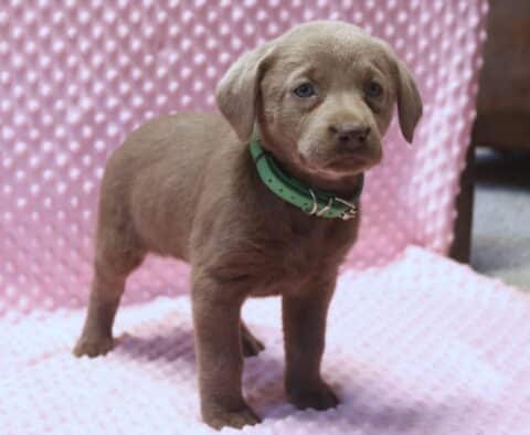 Silver Labrador Retriever puppy sitting on a soft pink textured blanket, wearing a green collar, with a smooth silver-gray coat, floppy ears, and gentle blue-gray eyes, posed beside purple flowers.