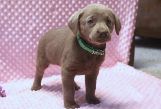 Silver Labrador Retriever puppy sitting on a soft pink textured blanket, wearing a green collar, with a smooth silver-gray coat, floppy ears, and gentle blue-gray eyes, posed beside purple flowers. image