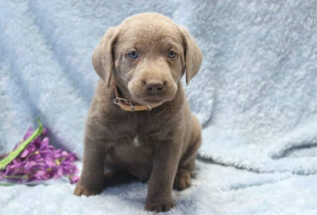 Silver Labrador Retriever puppy sitting on a light blue blanket with soft gray fur, floppy ears, and striking light-colored eyes, posed beside purple flowers. image