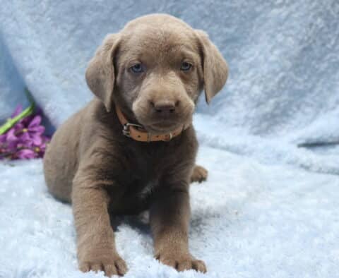 Silver Labrador Retriever puppy with soft gray coat and light blue eyes resting on a pale blue blanket, wearing a tan collar, with purple flowers in the background.
