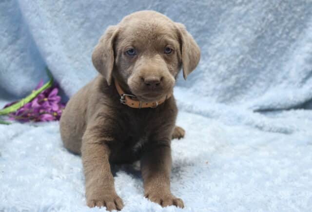 Silver Labrador Retriever puppy with soft gray coat and light blue eyes resting on a pale blue blanket, wearing a tan collar, with purple flowers in the background. image