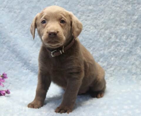 Silver Labrador Retriever puppy sitting upright on a soft light blue blanket, featuring a solid silver-gray coat, floppy ears, gentle light-colored eyes, and a brown collar, with small purple flowers placed off to the side.