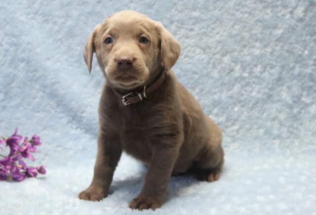 Silver Labrador Retriever puppy sitting upright on a soft light blue blanket, featuring a solid silver-gray coat, floppy ears, gentle light-colored eyes, and a brown collar, with small purple flowers placed off to the side. image