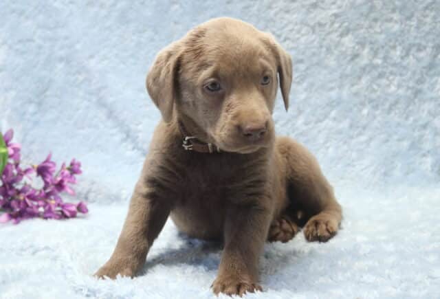Silver Labrador Retriever puppy lying on a plush light blue blanket, looking slightly to the side, with a smooth silver-gray coat, floppy ears, soft blue-gray eyes, and a dark collar, accented by purple flowers in the background. image