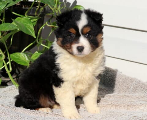 Smarty Mini Australian