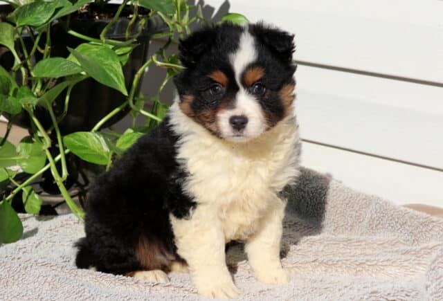 Smarty Mini Australian image