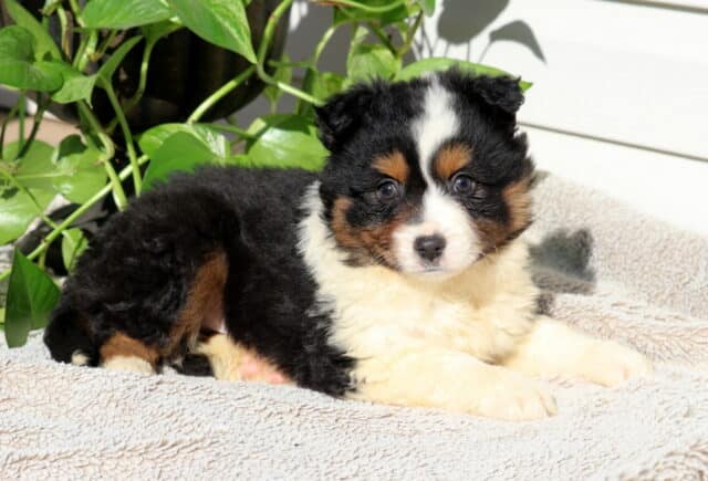 Smarty Mini Australian2 image