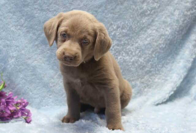 Silver Labrador Retriever puppy sitting on a soft light blue blanket with a gentle head tilt, featuring a smooth gray-brown coat, floppy ears, and light eyes, with purple flowers placed beside the puppy. image