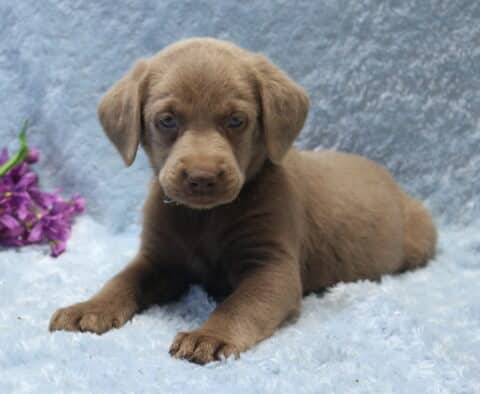 Silver Labrador Retriever puppy lying on a plush light blue blanket with front paws extended, showing a smooth silver-gray coat, floppy ears, and soft light-colored eyes, with purple flowers placed in the background.
