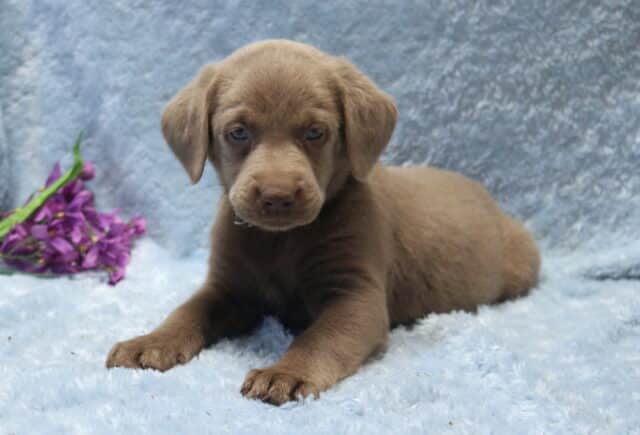 Silver Labrador Retriever puppy lying on a plush light blue blanket with front paws extended, showing a smooth silver-gray coat, floppy ears, and soft light-colored eyes, with purple flowers placed in the background. image