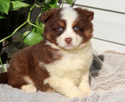 Snickers Mini Australian