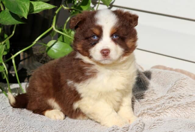 Snickers Mini Australian image