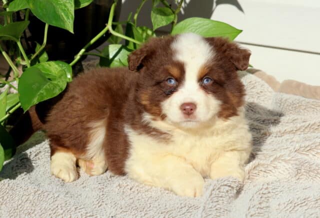 Snickers Mini Australian2 image