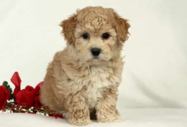 Sonny Bichpoo2 image