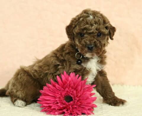 Toy Poodle puppy with a rich red curly coat and small white chest marking, sitting beside a bright pink flower on a cream studio backdrop