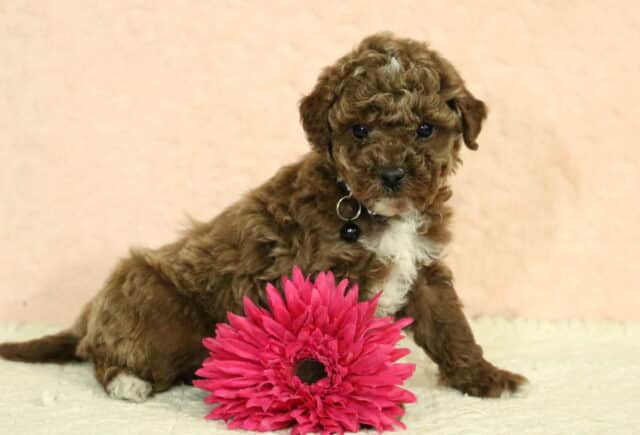Toy Poodle puppy with a rich red curly coat and small white chest marking, sitting beside a bright pink flower on a cream studio backdrop image