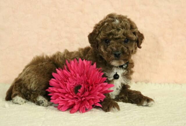 Toy Poodle puppy with a curly red coat and small white markings, lying on a cream blanket beside a bright pink flower during a studio photo shoot image