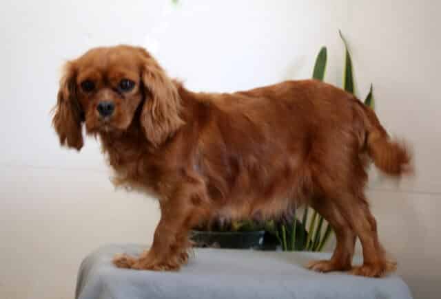 Sparkles Cavalier Nathan & Rosanne Brubaker image