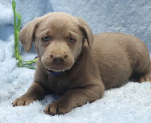 Silver Labrador Retriever puppy lying on a soft blue blanket, featuring a sleek silver-gray coat, floppy ears, and bright, expressive eyes.
