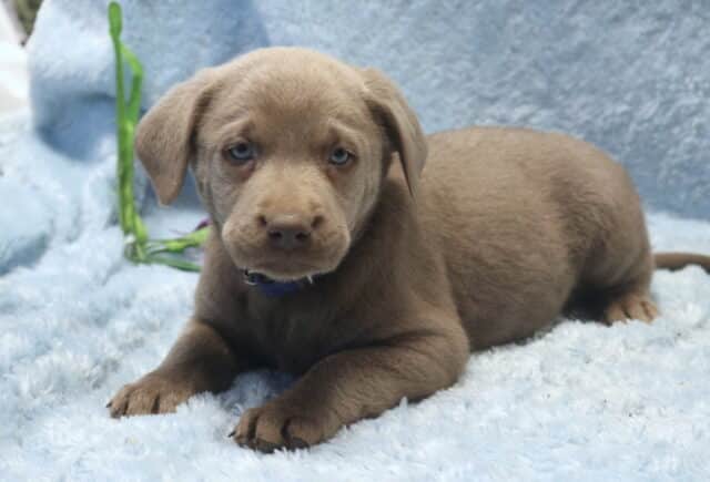 Silver Labrador Retriever puppy lying on a soft blue blanket, featuring a sleek silver-gray coat, floppy ears, and bright, expressive eyes. image