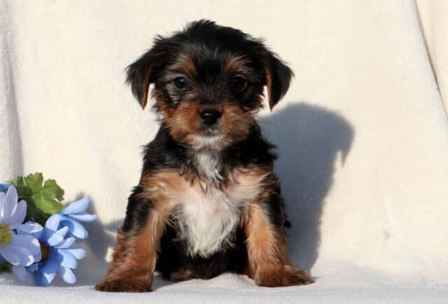 Black and tan Yorkshire Terrier puppy sitting upright on a soft white blanket beside a light blue flower, showcasing a fluffy coat, small floppy ears, and bright dark eyes with an alert, gentle expression. image