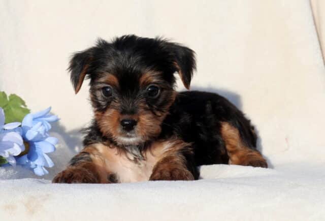 Tiny black and tan Yorkshire Terrier puppy lying on a plush white blanket next to a soft blue flower, featuring a silky coat, small floppy ears, and sweet dark eyes with a calm, cuddly expression. image