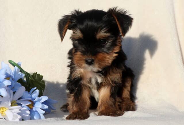 Black and tan Yorkshire Terrier puppy sitting on a soft white blanket beside light blue flowers, showing a fluffy coat, small upright ears, and a sweet, gentle expression. image