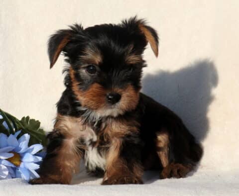 Spike Yorkie2