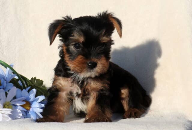 Tiny black and tan Yorkshire Terrier puppy sitting on a white blanket next to soft blue flowers, featuring a fluffy coat, dark round eyes, and a calm, curious expression. image