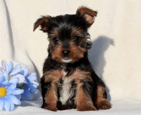 Spunky Yorkie