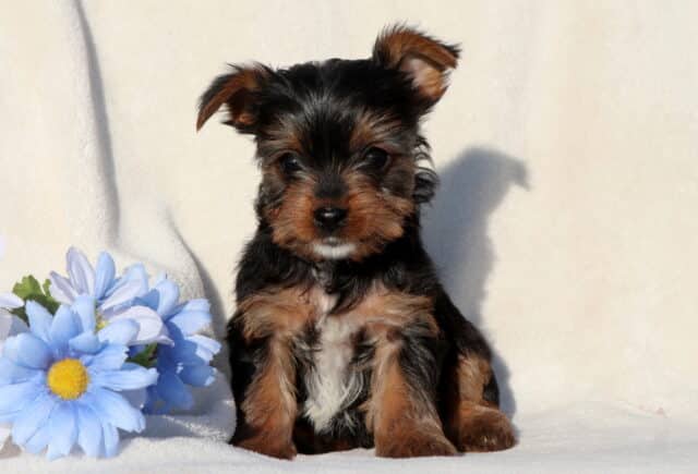 Black and tan Yorkshire Terrier puppy sitting upright on a soft white blanket beside a light blue flower, showcasing perky ears, a fluffy puppy coat, and bright, curious eyes. image