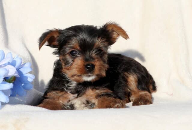 Black and tan Yorkshire Terrier puppy lying on a soft white blanket next to a pale blue flower, featuring a silky coat, expressive dark eyes, and floppy puppy ears in a cozy studio setting. image